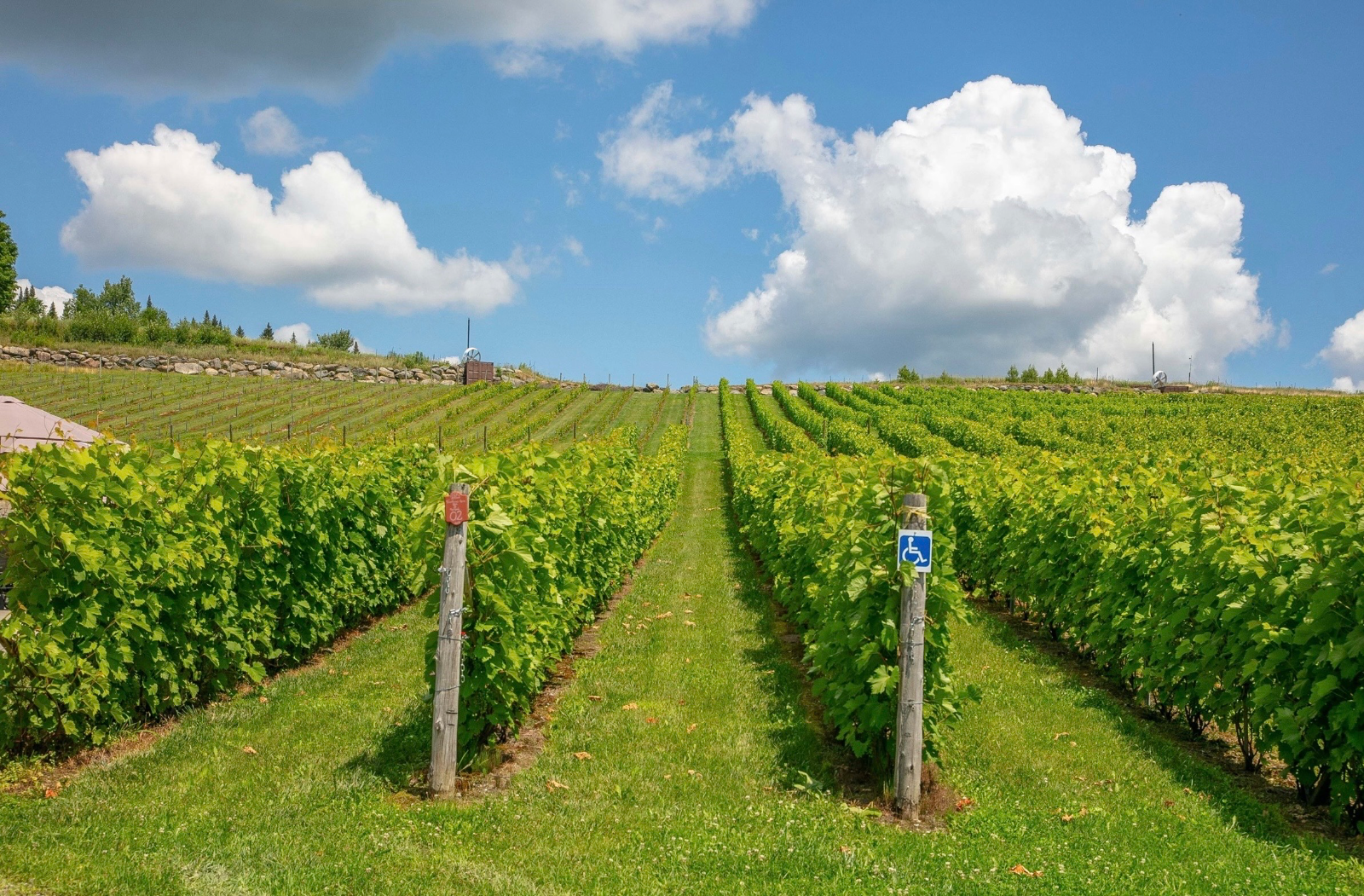 Vignoble Coteau des Artisans — photo 6