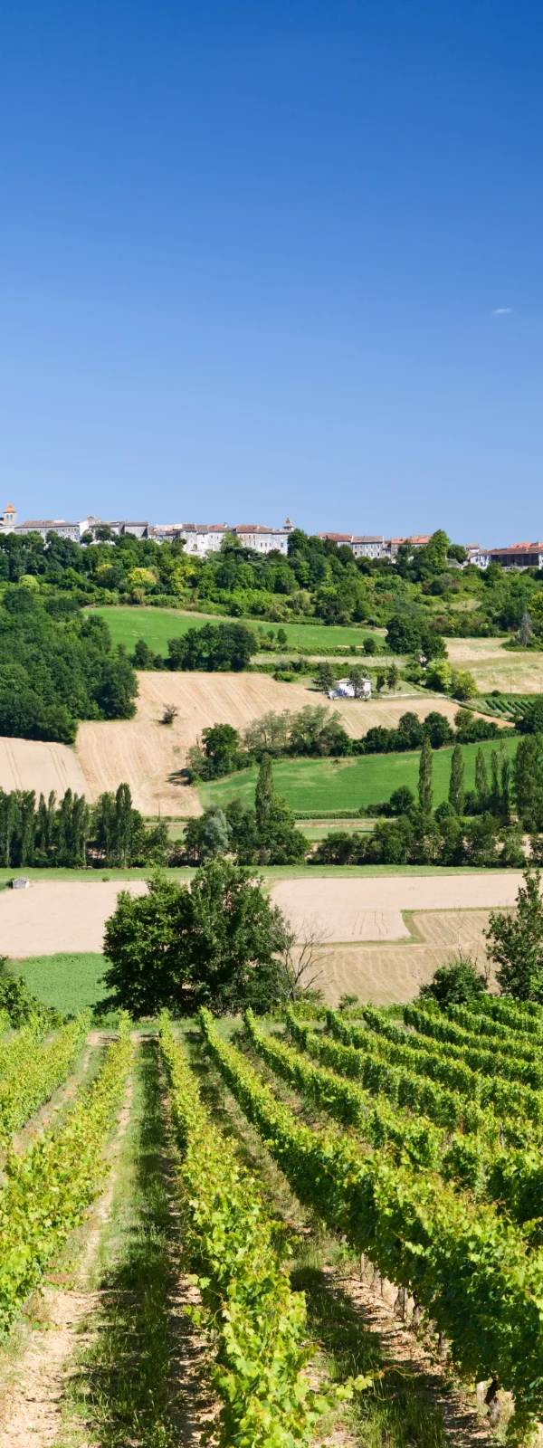 Vignobles