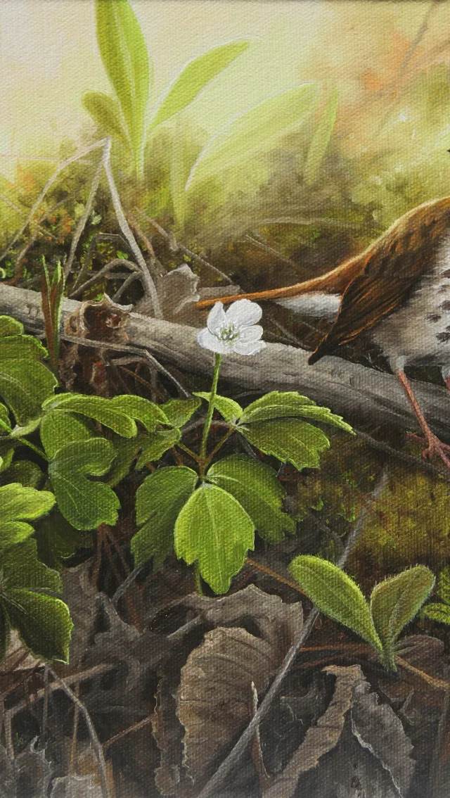 Among the Anemones – Hermit Thrush and Wood Anemones, artwork by Gisèle Benoit